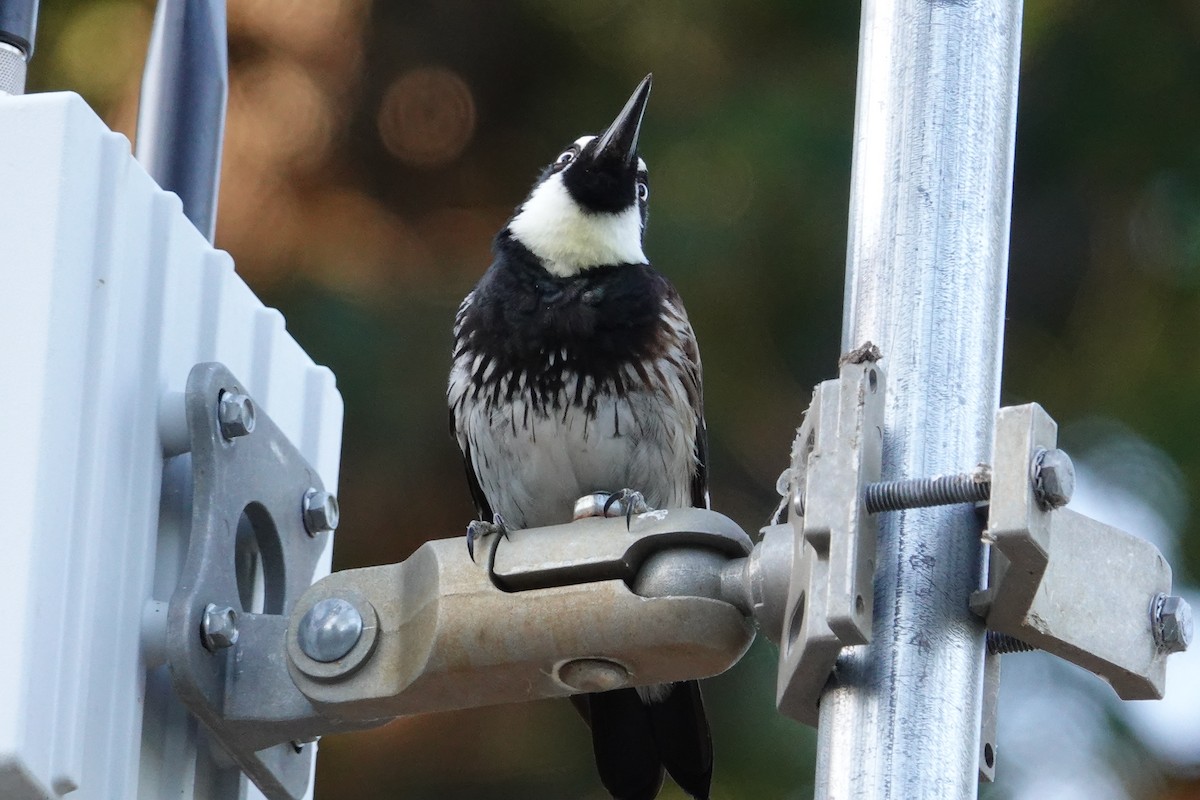 Acorn Woodpecker - ML592707571