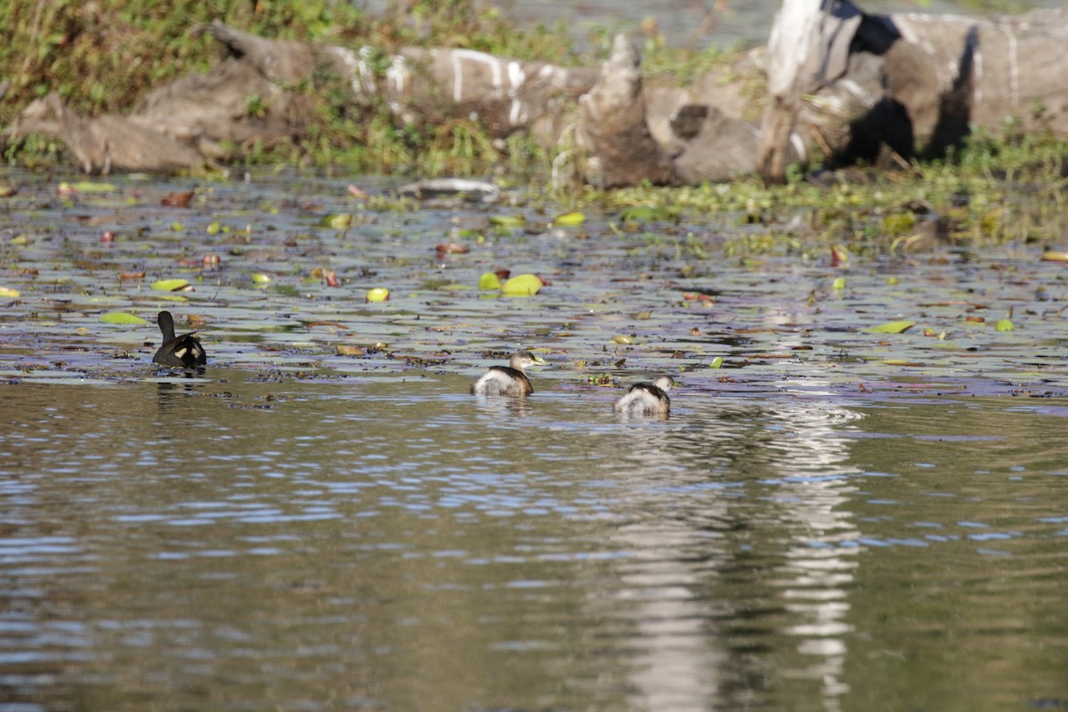 Australasian Grebe - Mike Youdale