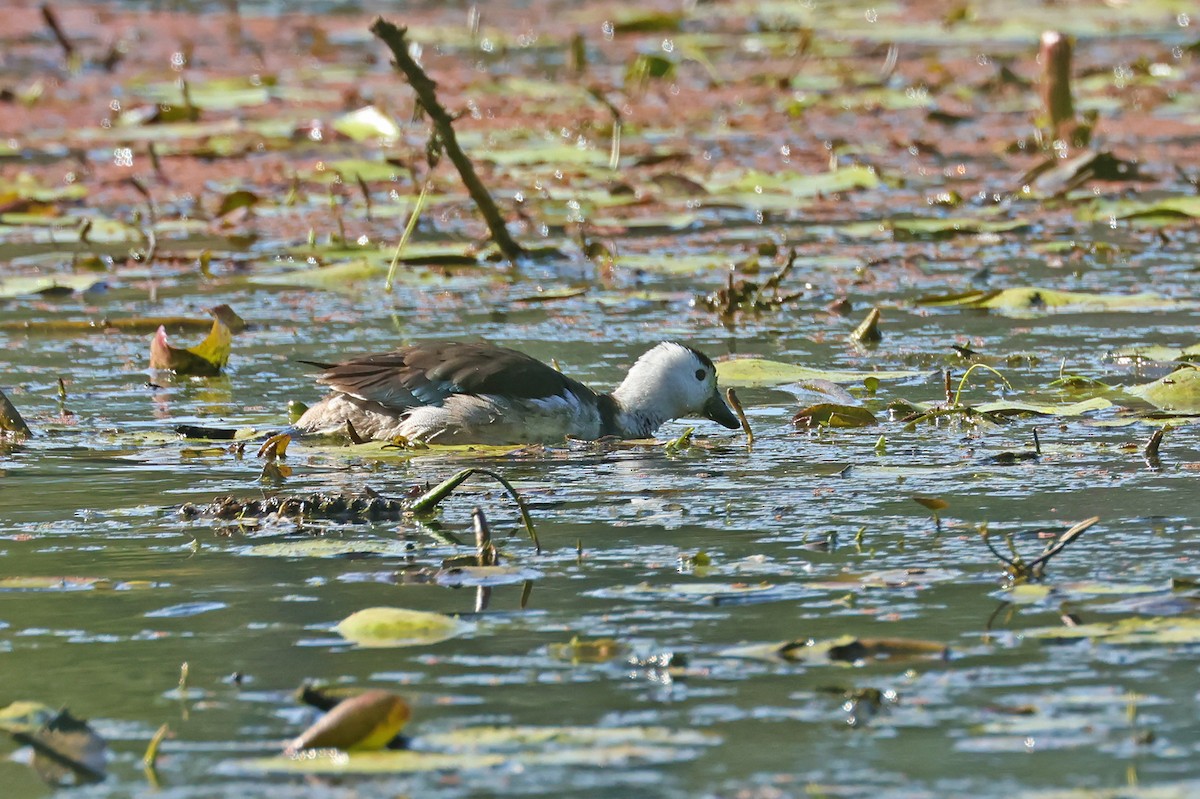 Cotton Pygmy-Goose - ML592707751