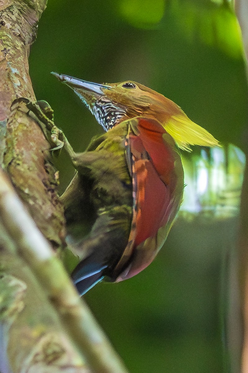 Checker-throated Woodpecker - Jack Volker