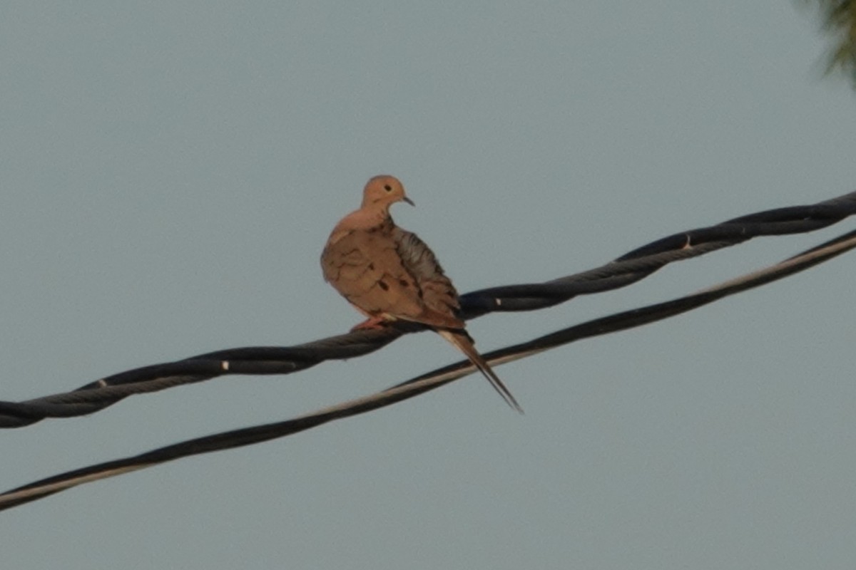 Mourning Dove - Rob Veghte