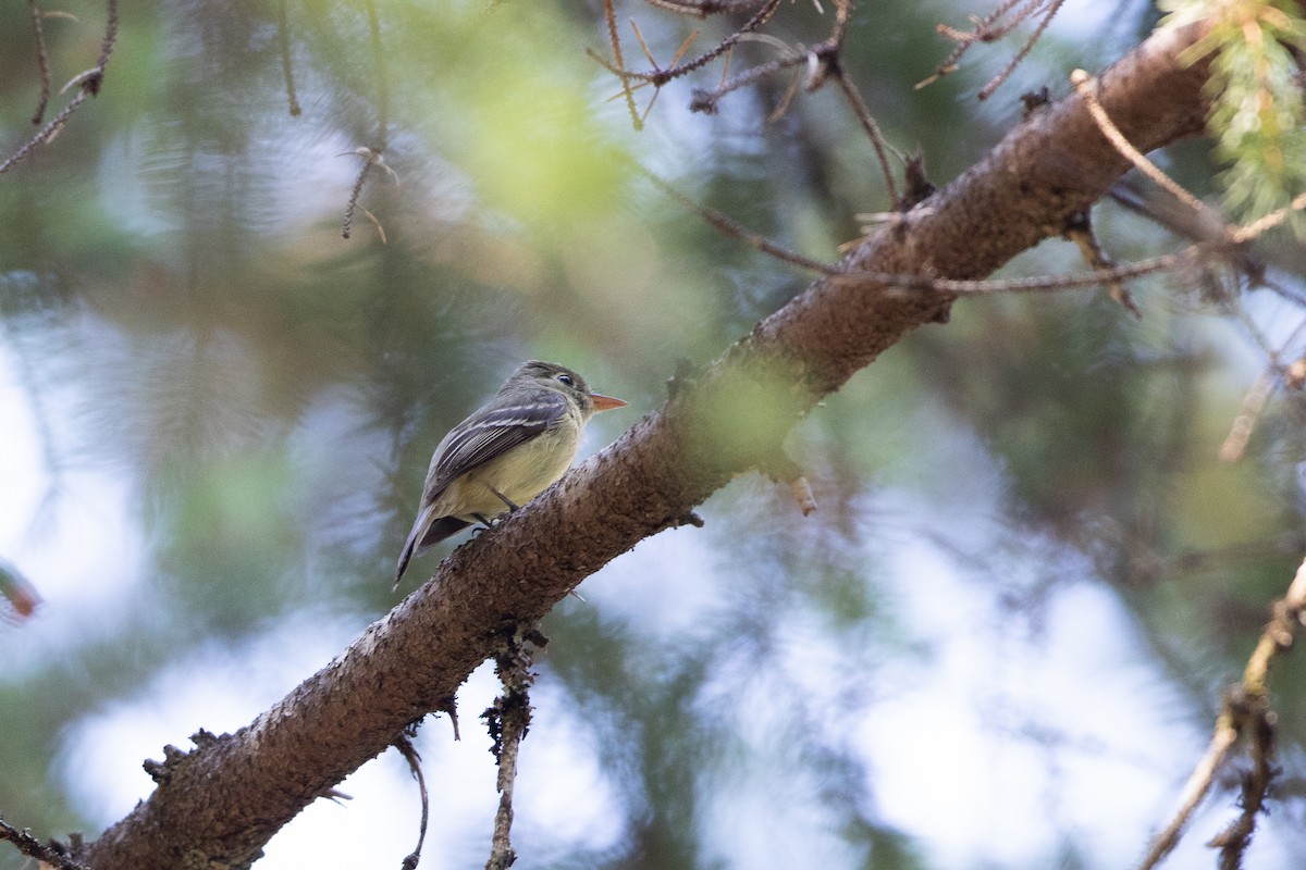 Western Flycatcher (Pacific-slope) - ML592709101
