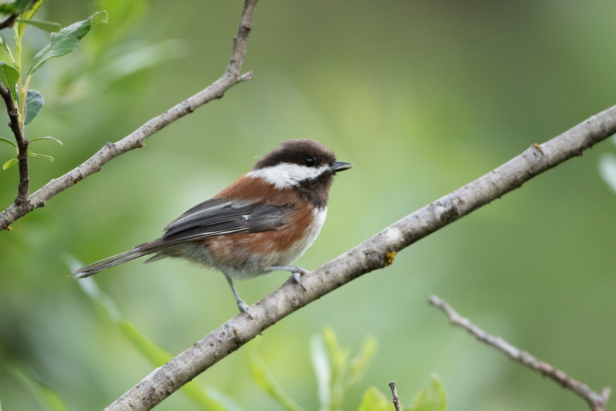 Chestnut-backed Chickadee - ML592710281