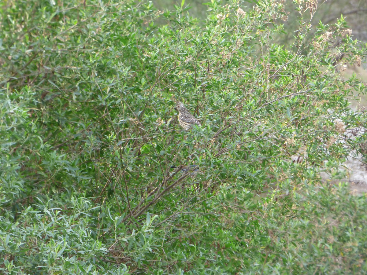 Красногрудый листорез - ML592711381