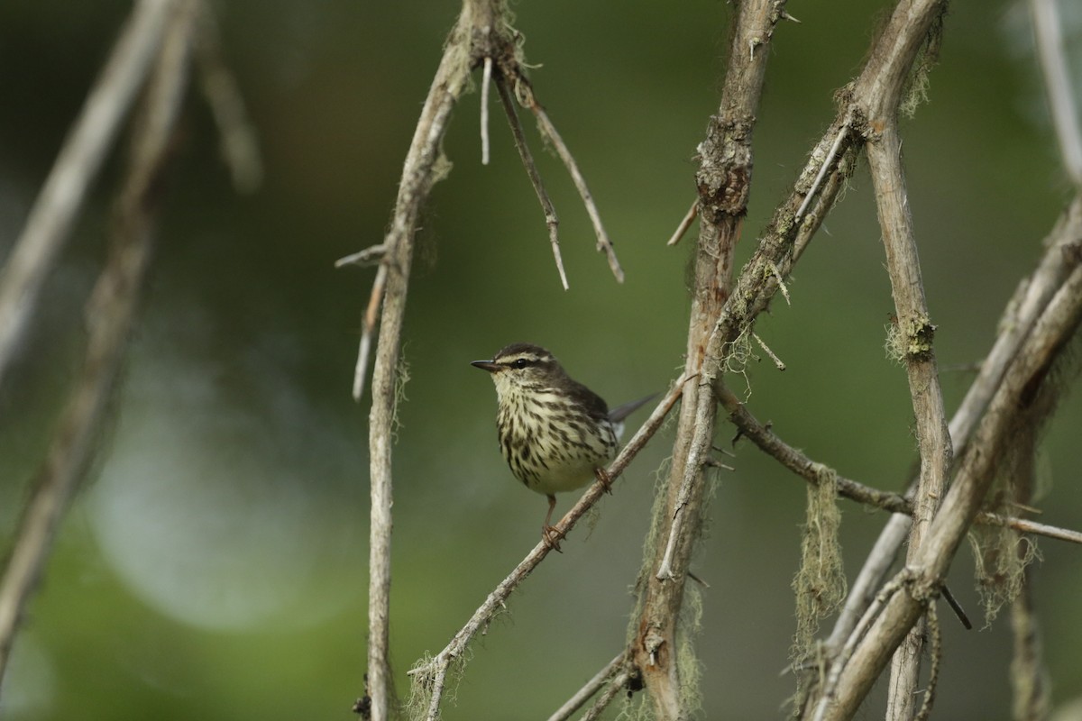Northern Waterthrush - ML592712081