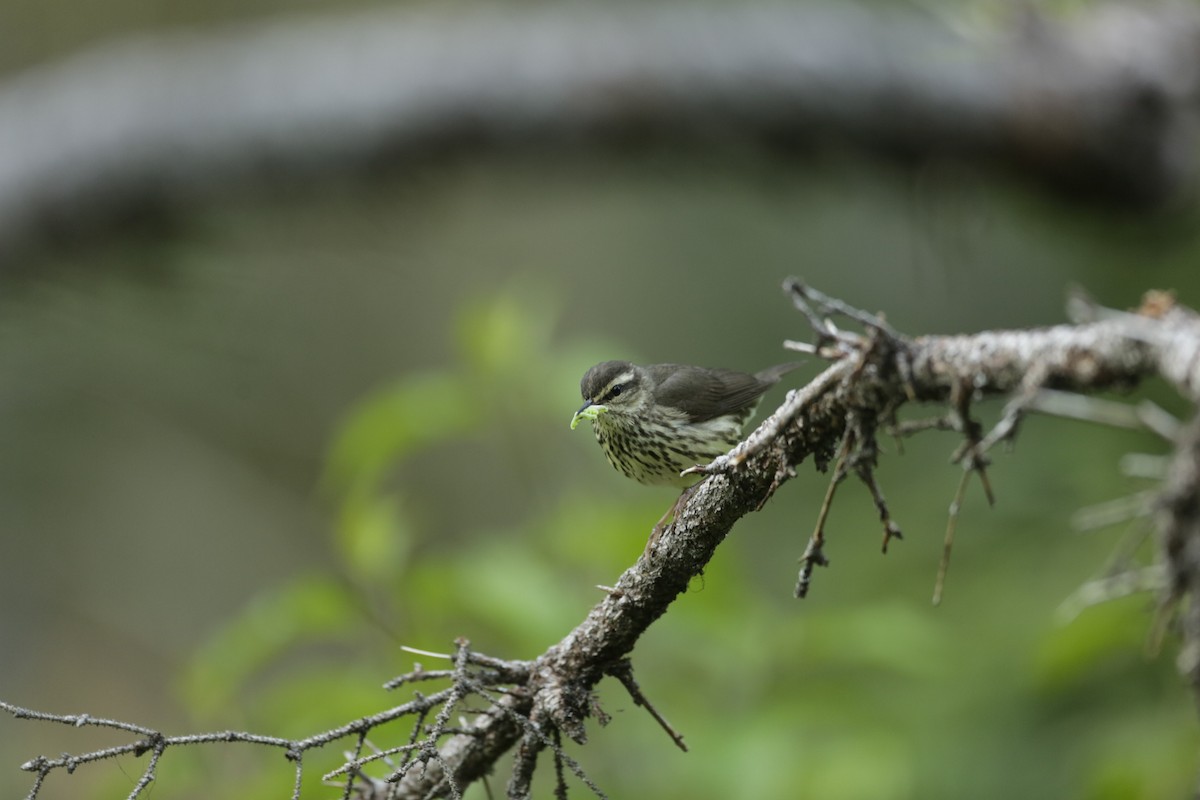 Northern Waterthrush - ML592712091