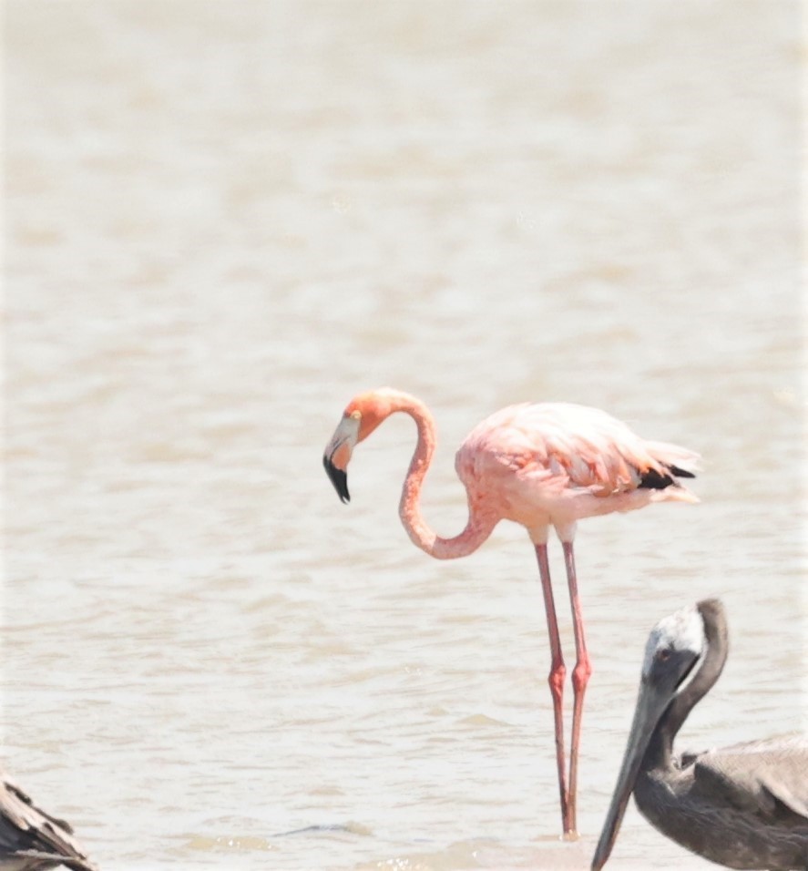 American Flamingo - ML592712411