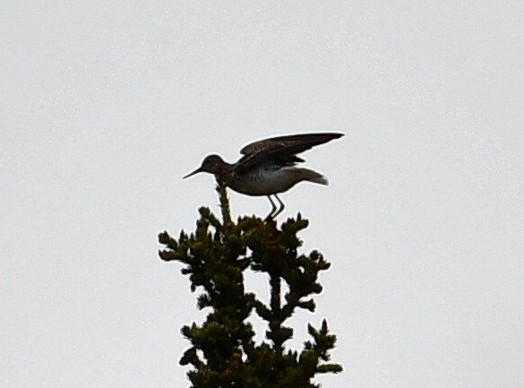 Lesser Yellowlegs - ML592712491