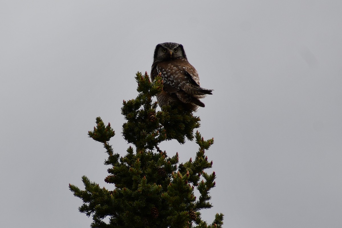 Northern Hawk Owl (American) - Brian Johnson