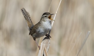 Western Marsh Wren (Common) - eBird