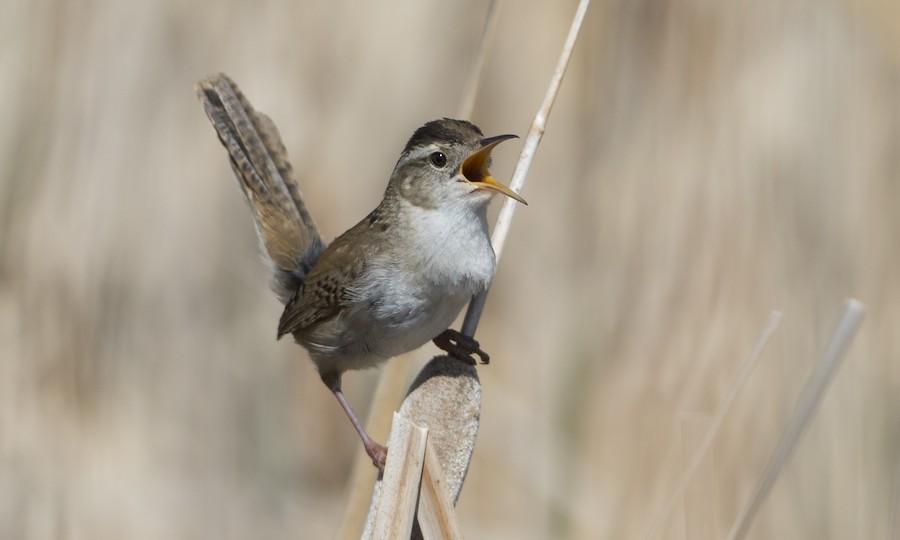 Western Marsh Wren (Common) - eBird