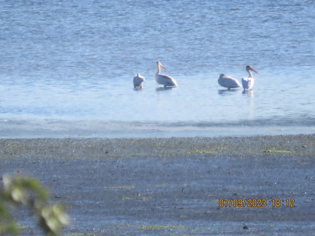 pelikán severoamerický - ML592714511