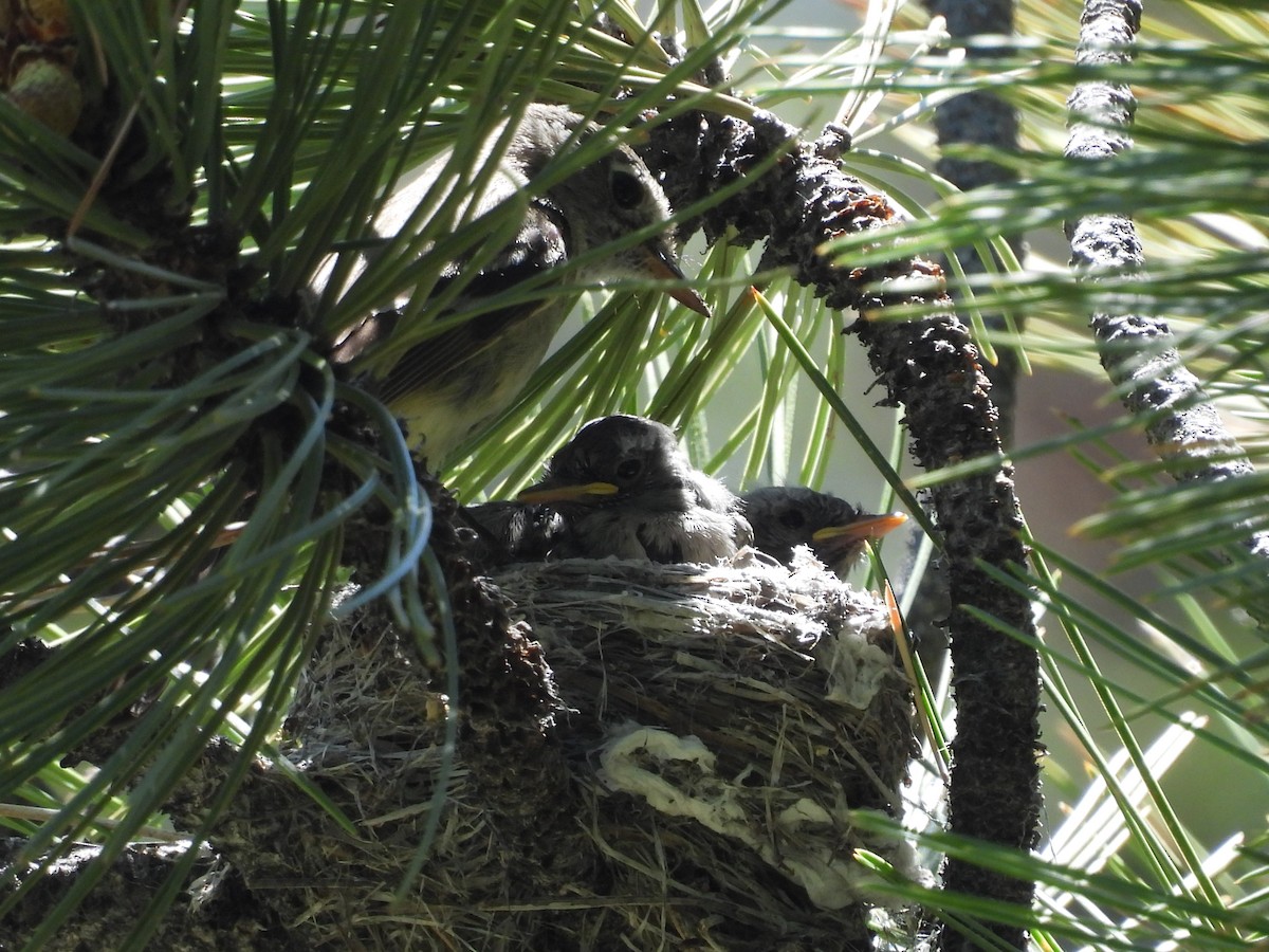 Dusky Flycatcher - ML592714641