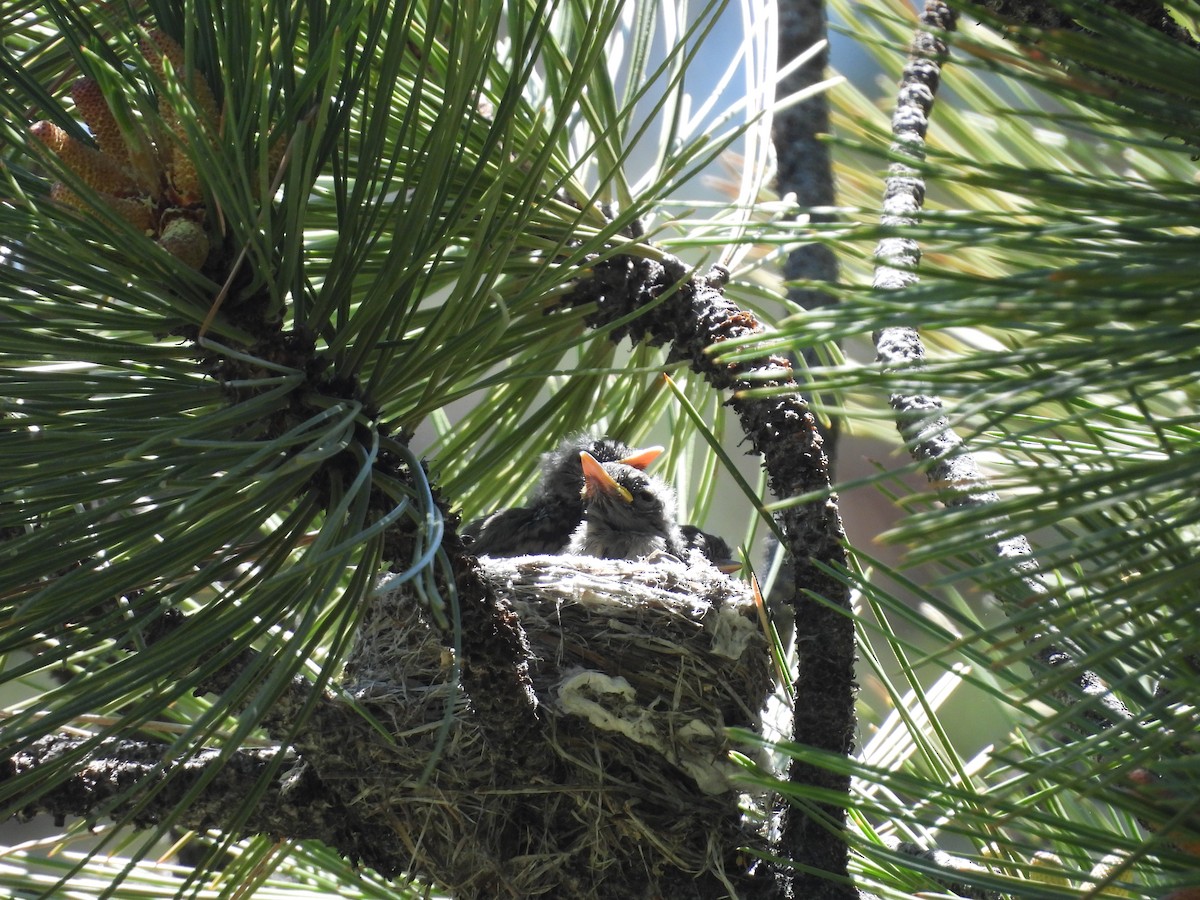 Dusky Flycatcher - ML592715231