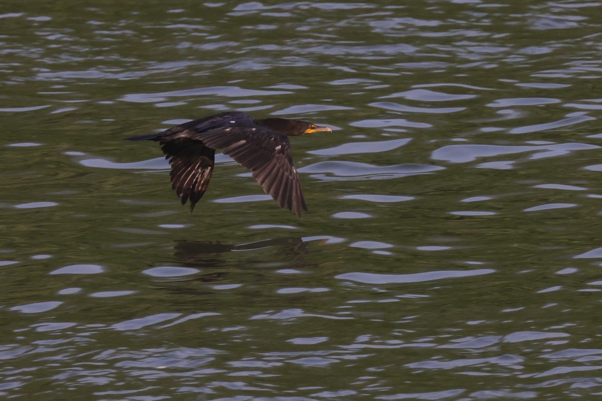 Double-crested Cormorant - Tim Lenz