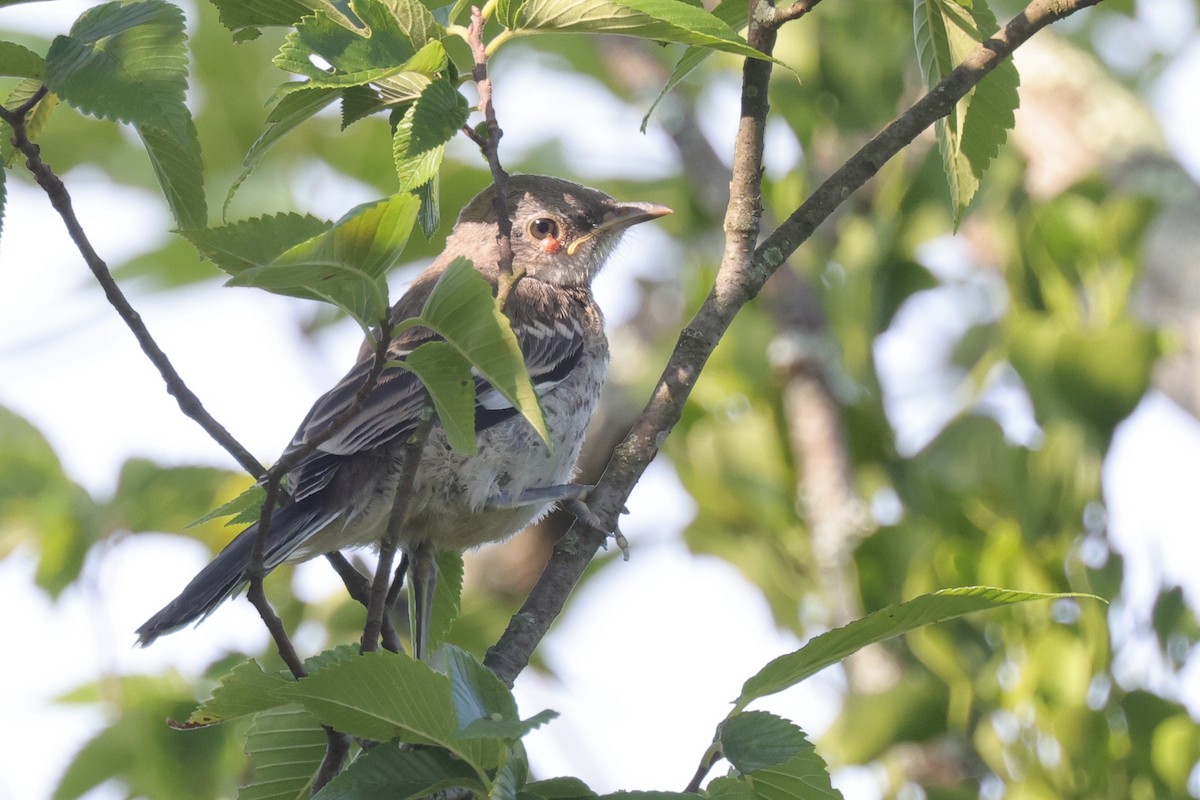 Northern Mockingbird - Tim Lenz