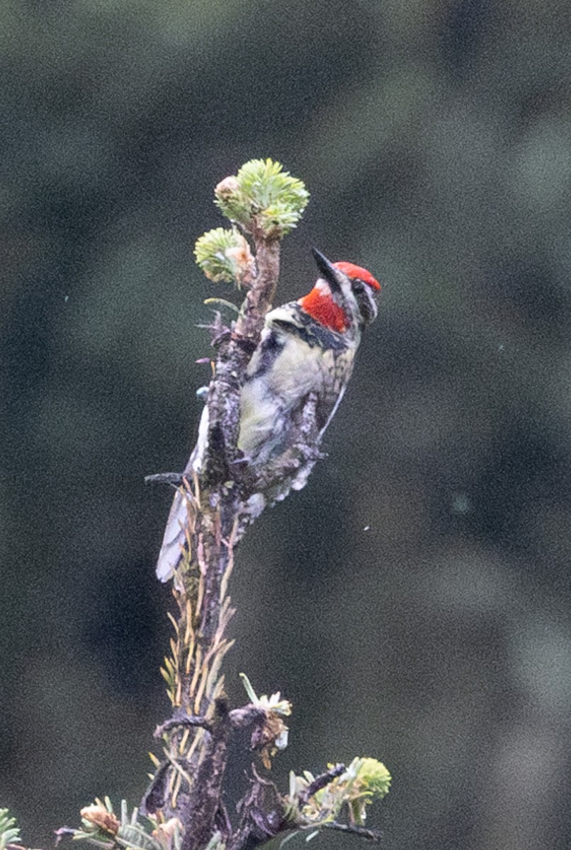 Red-naped Sapsucker - ML592715541