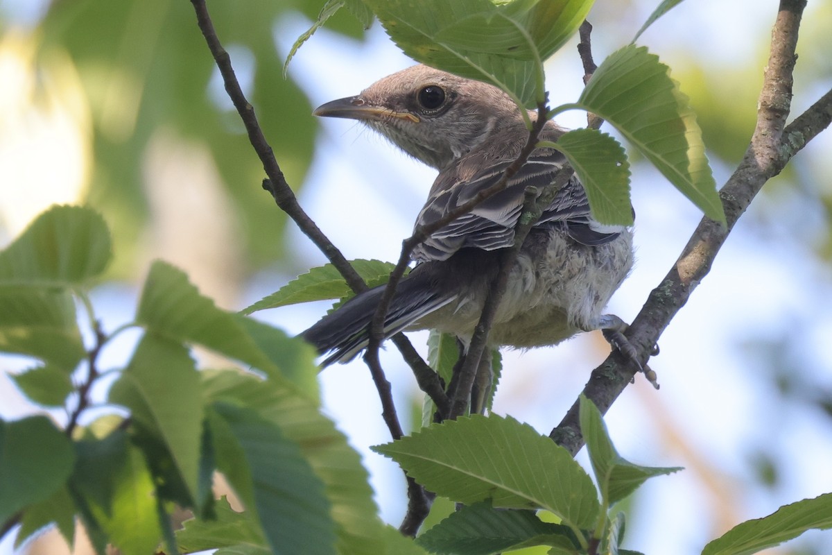 Northern Mockingbird - ML592715561