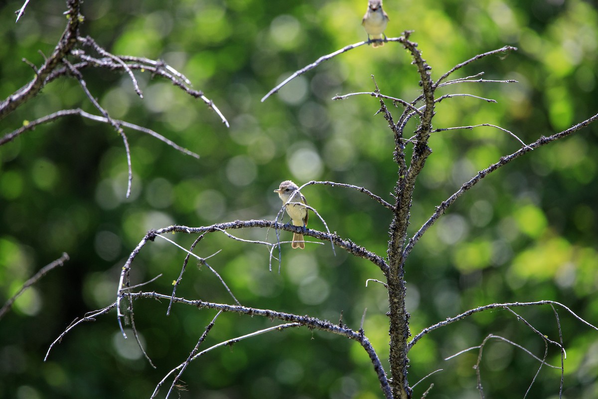 Warbling Vireo - ML592716051