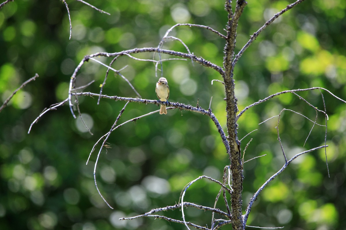 Warbling Vireo - Joseph Turmes