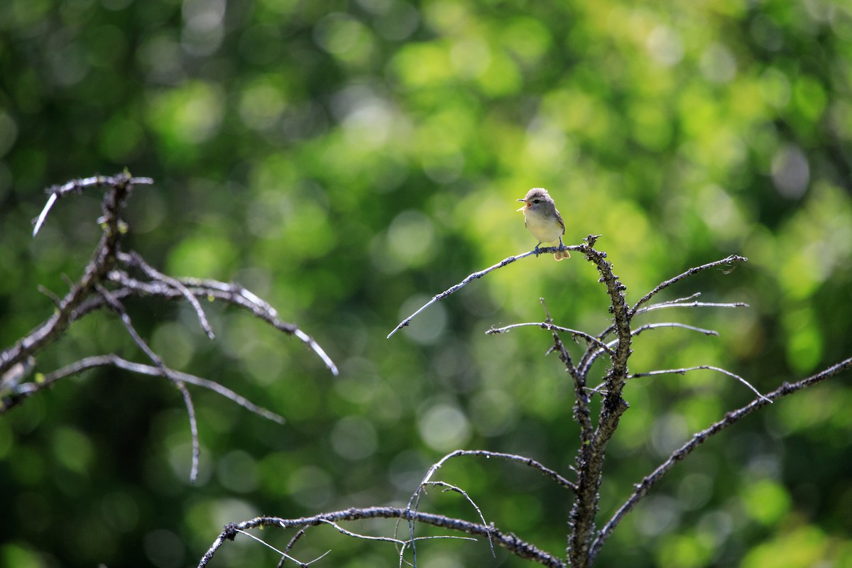 Warbling Vireo - Joseph Turmes