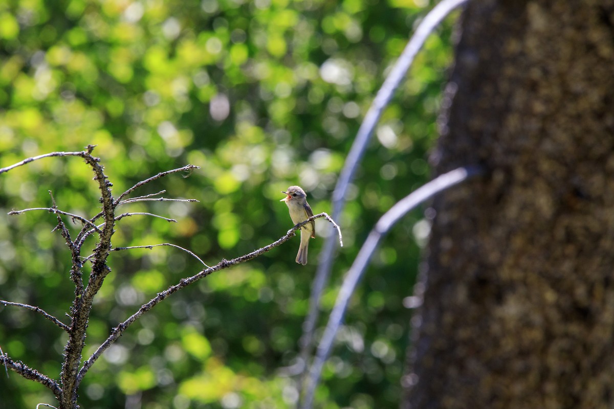 Warbling Vireo - Joseph Turmes