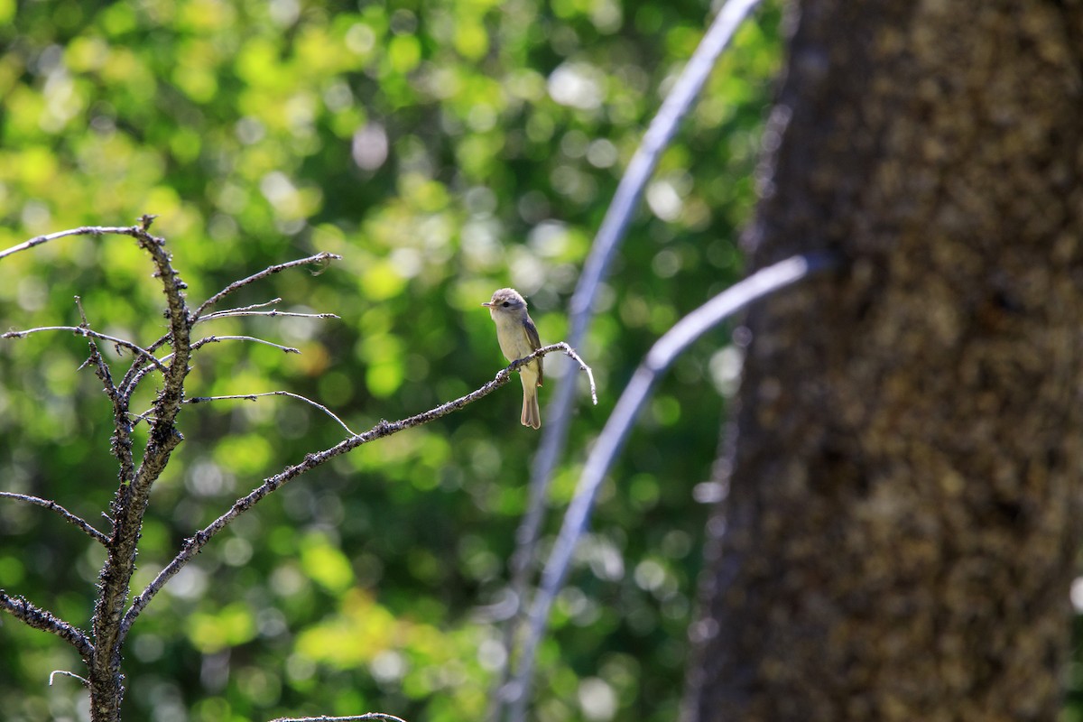 Warbling Vireo - ML592716211