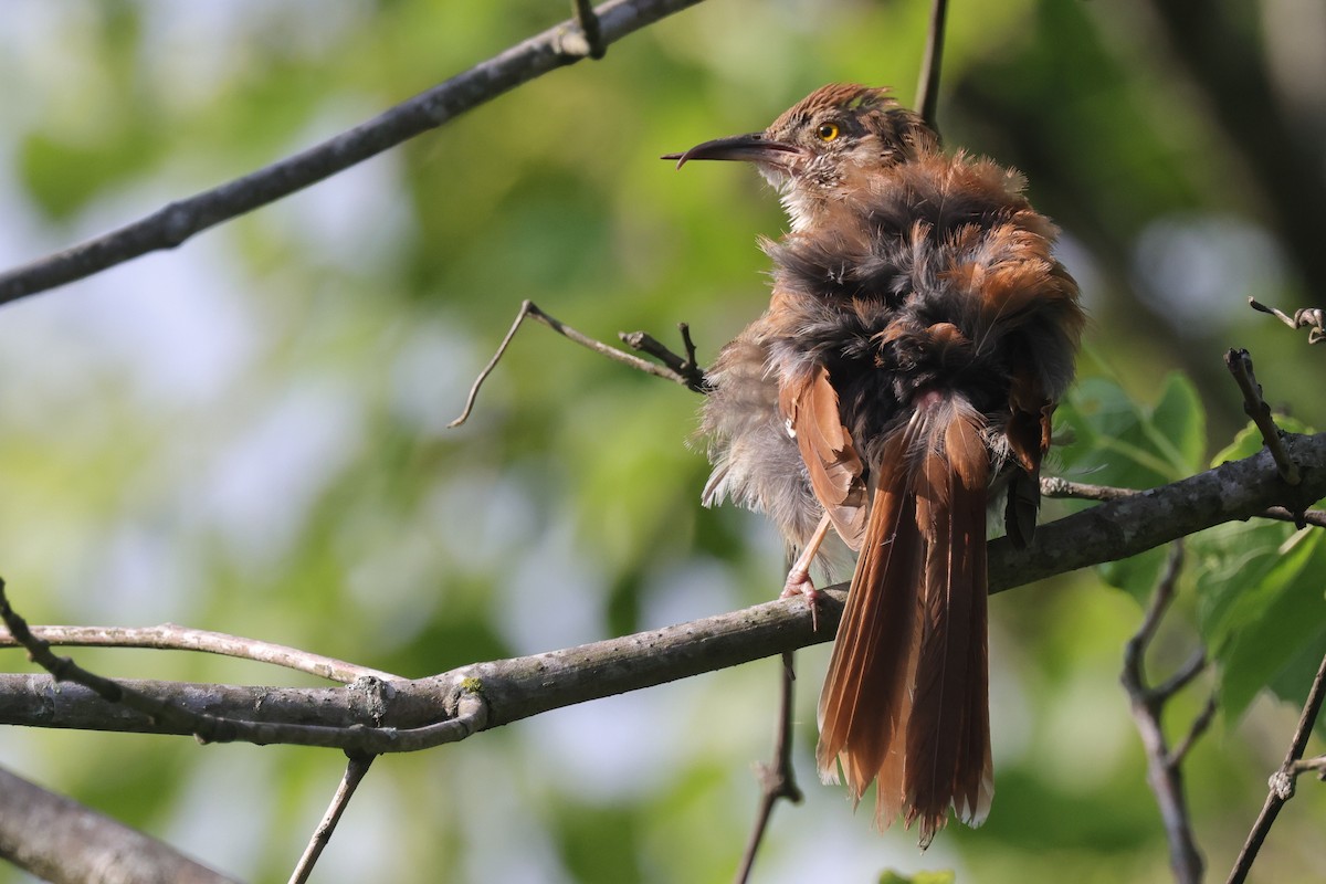 Brown Thrasher - ML592716411