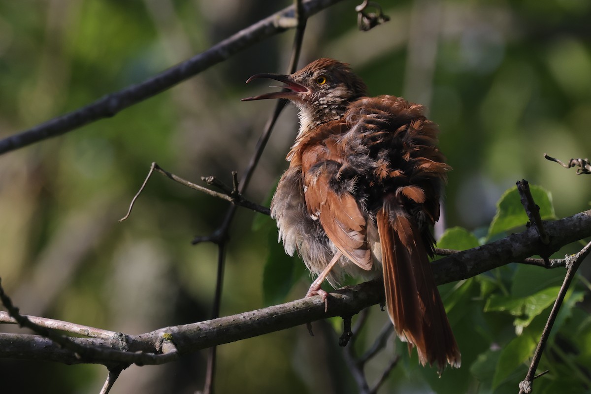 Brown Thrasher - ML592716561