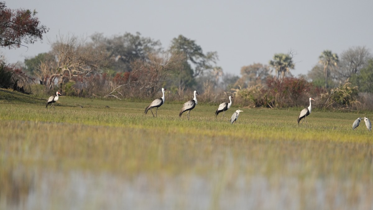 Wattled Crane - ML592717201