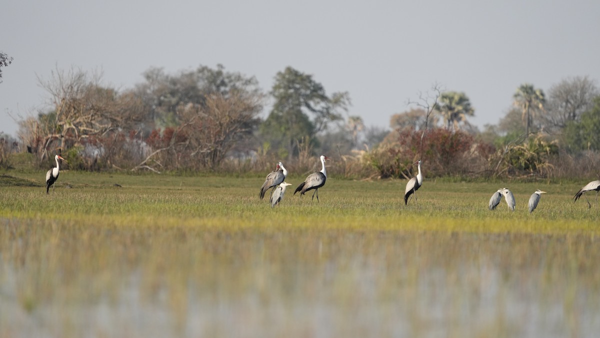 Wattled Crane - ML592717211