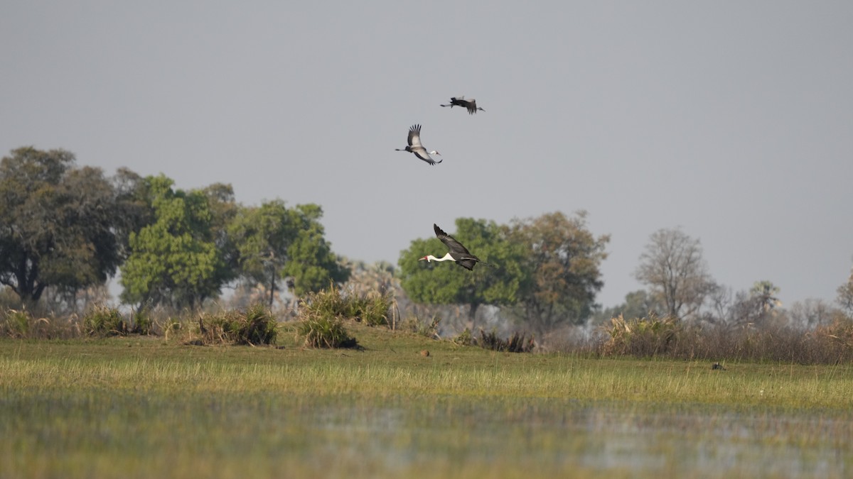 Wattled Crane - ML592717221