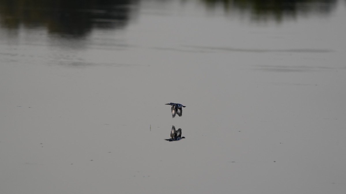 Pied Kingfisher - ML592717251