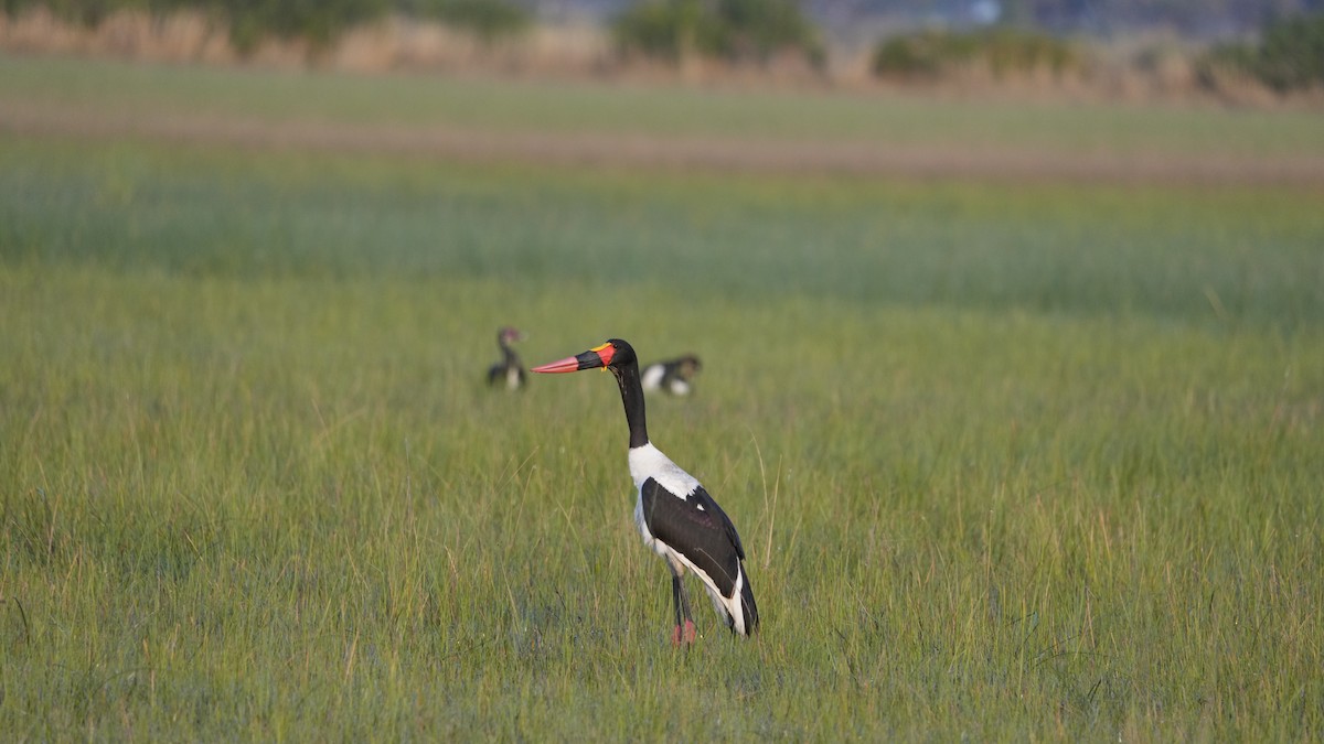 Saddle-billed Stork - ML592717381