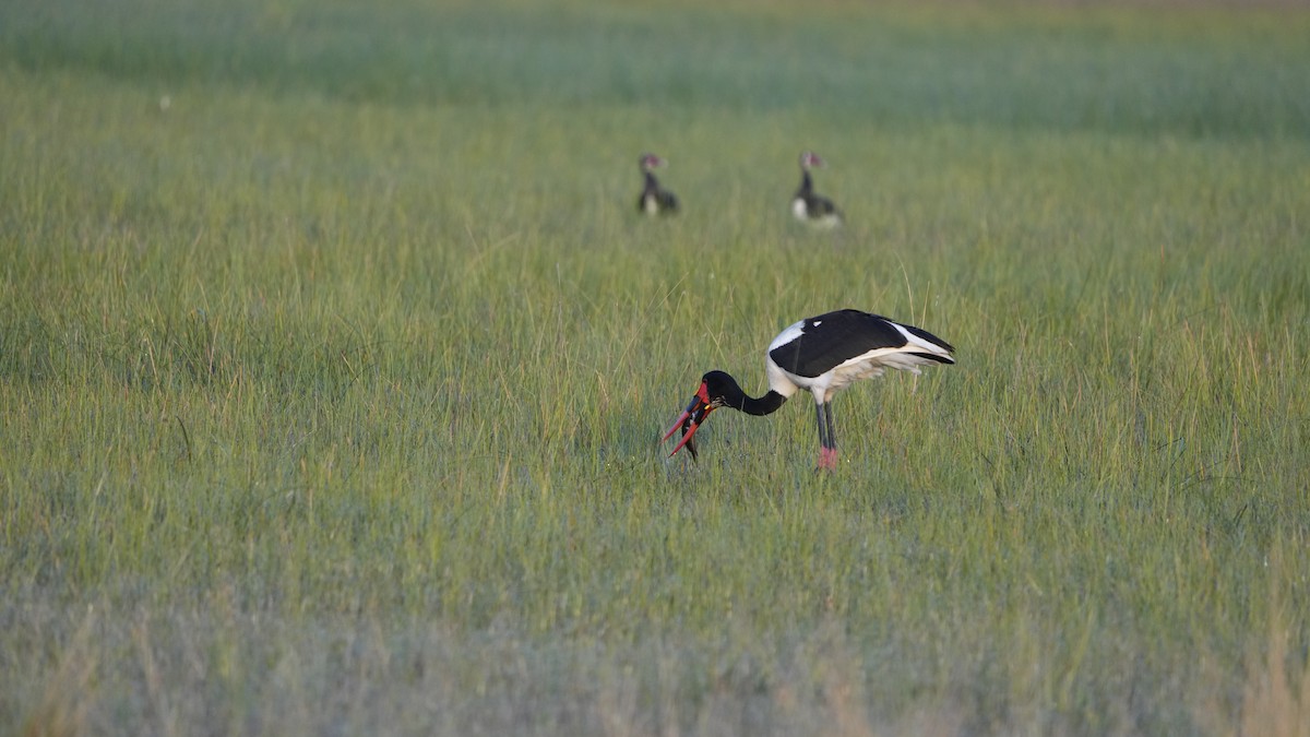 Saddle-billed Stork - ML592717441