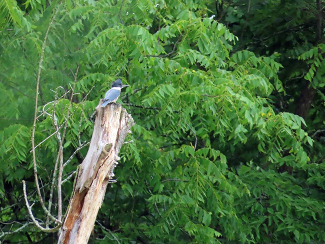 Belted Kingfisher - ML592717951