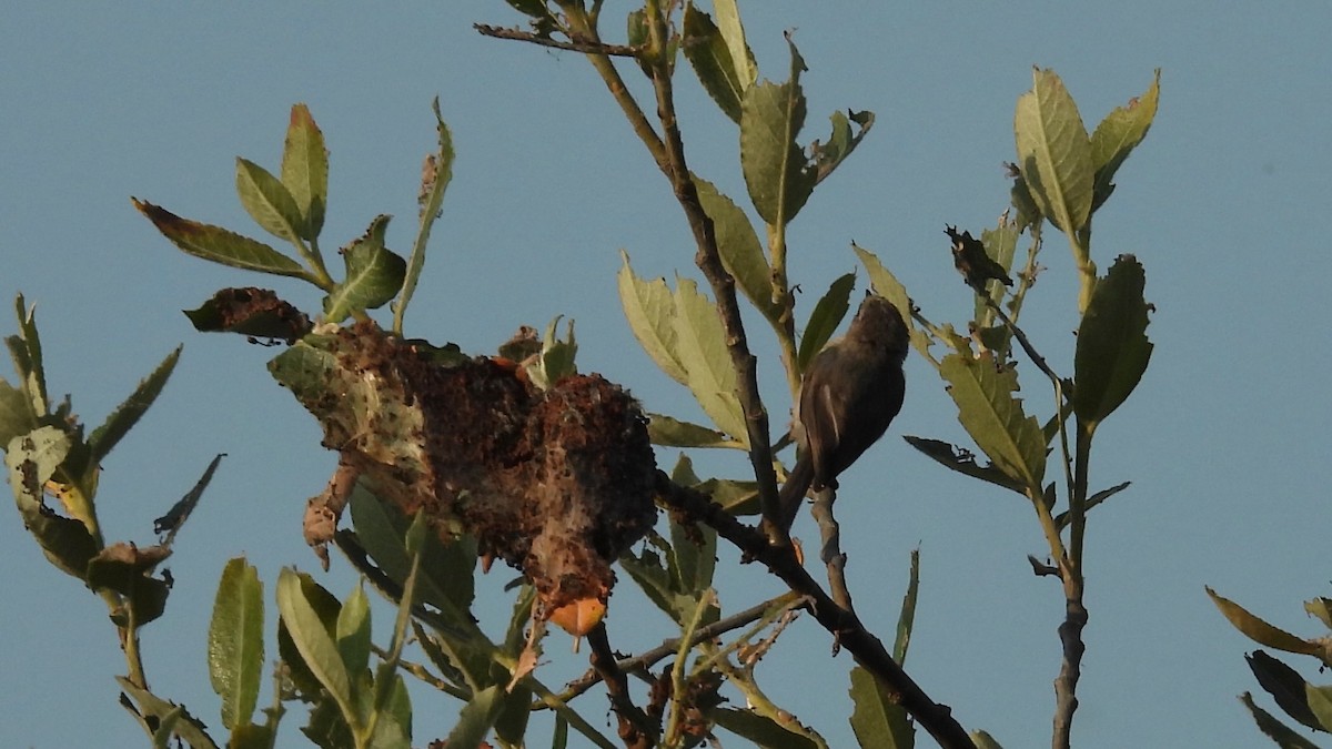 Bushtit - ML592718661