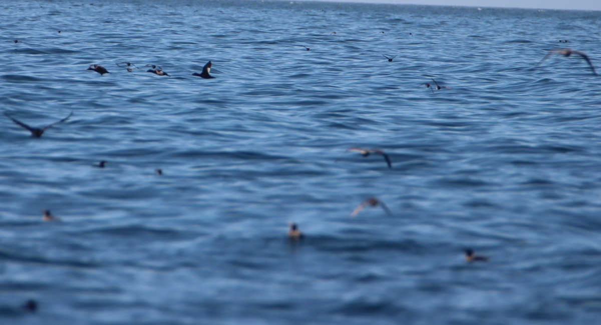 White-winged Scoter - Daniel Donnecke