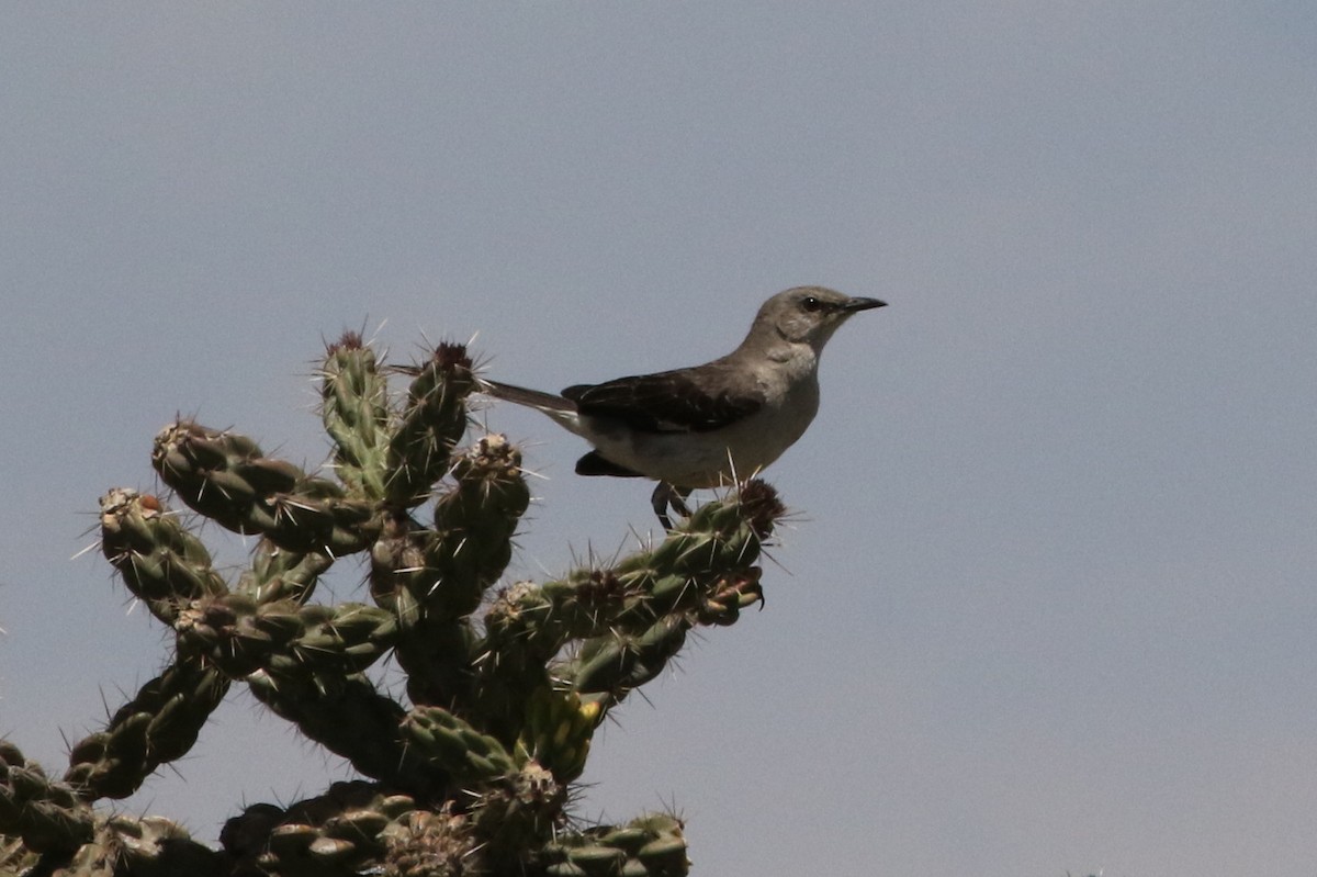 Northern Mockingbird - ML59272031
