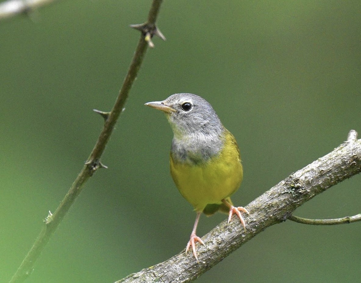 Mourning Warbler - ML592720711