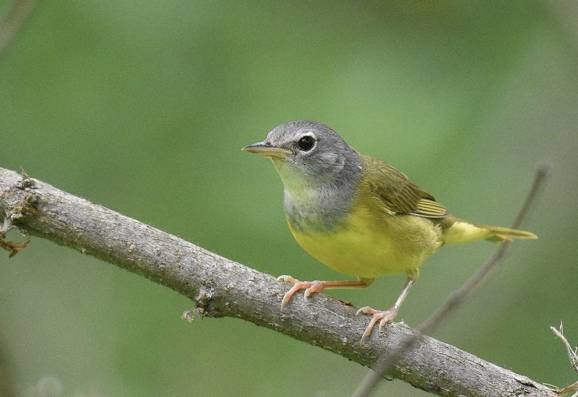 Mourning Warbler - ML592720731