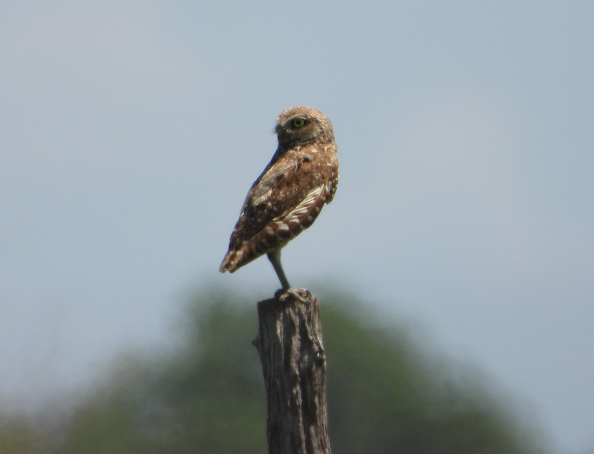 Burrowing Owl - ML592720831