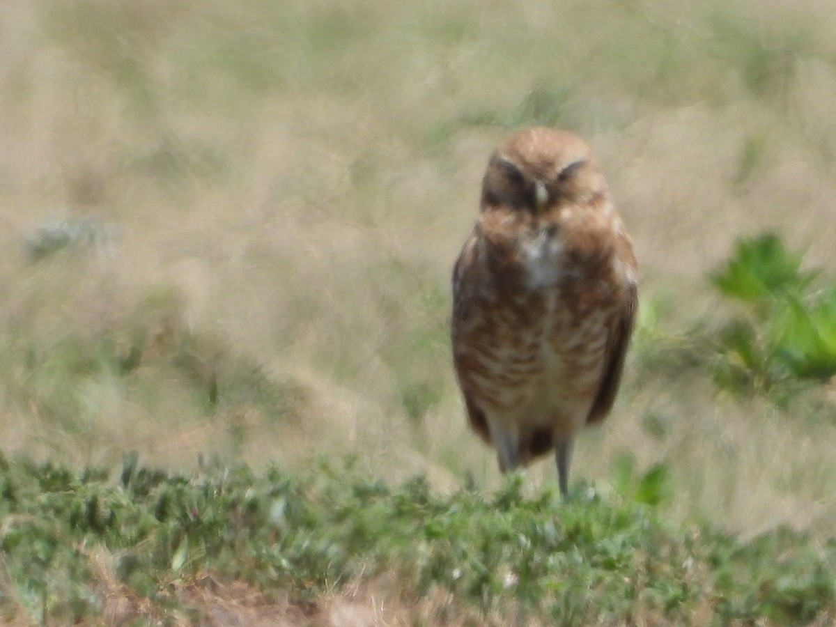 Burrowing Owl - ML592720841