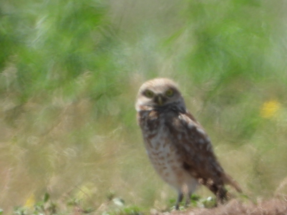 Burrowing Owl - ML592722251