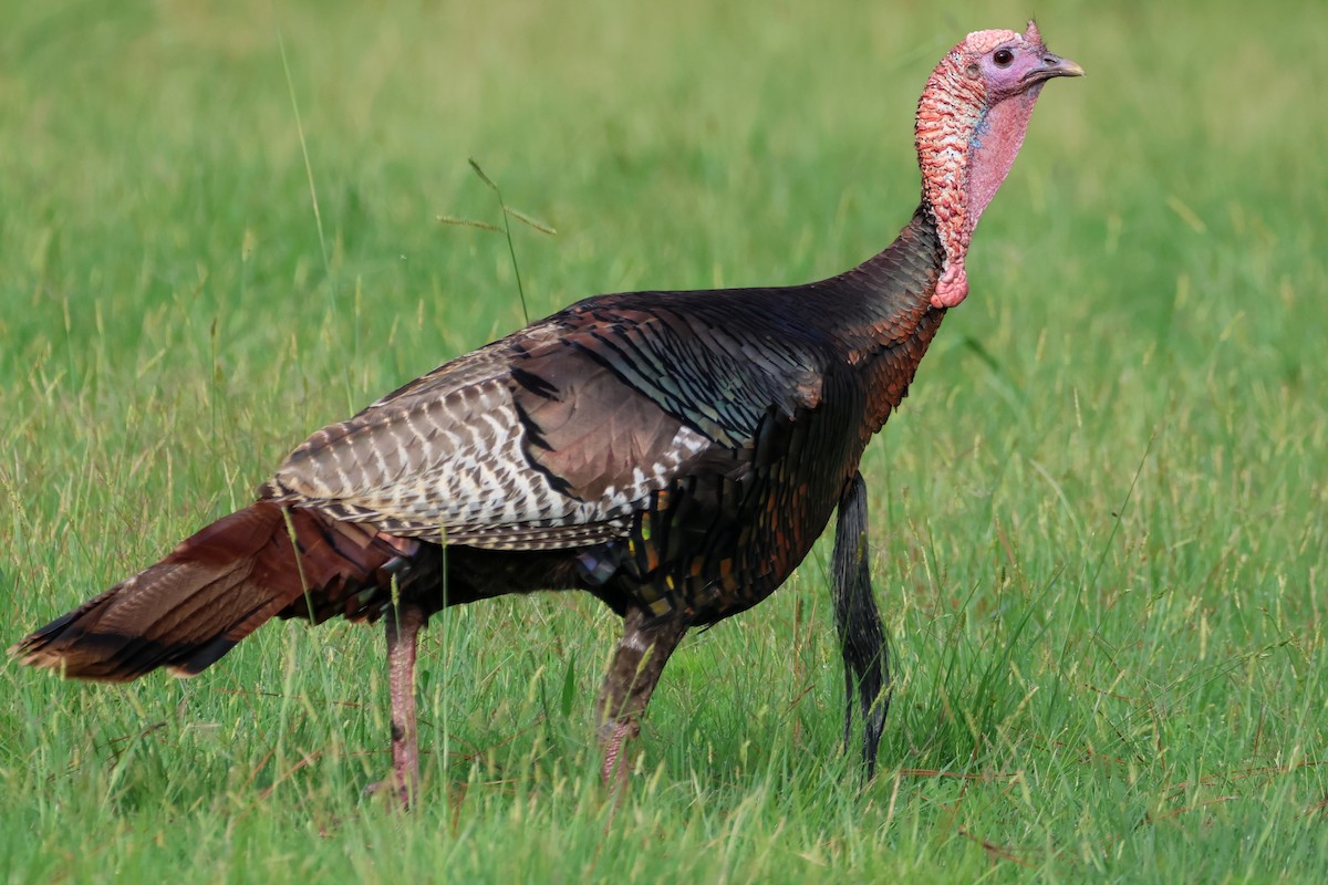 Wild Turkey - ML592723131