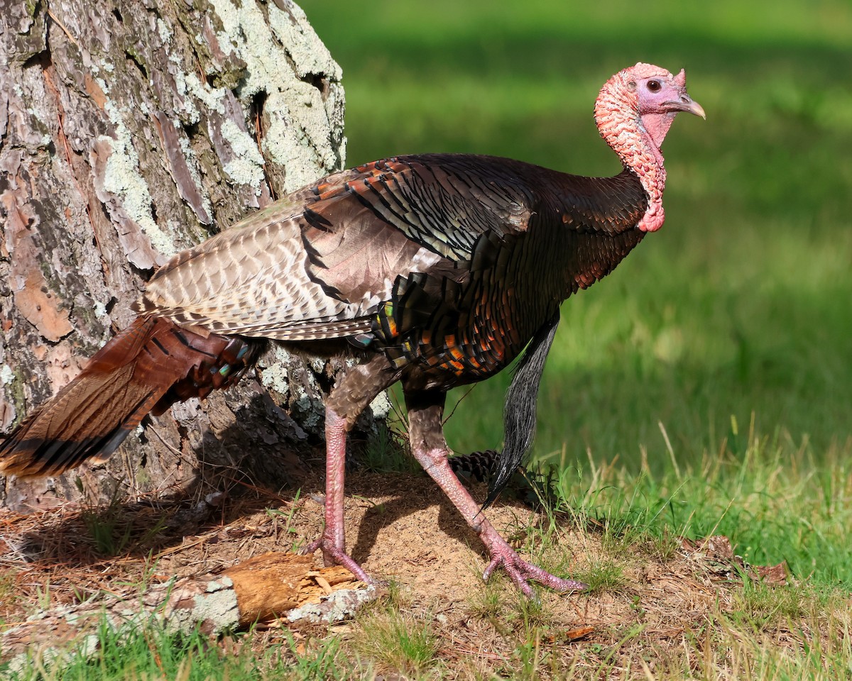 Wild Turkey - ML592723141