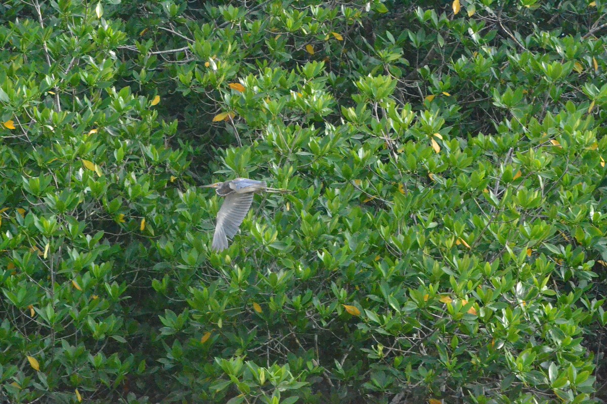 Tricolored Heron - ML592723461