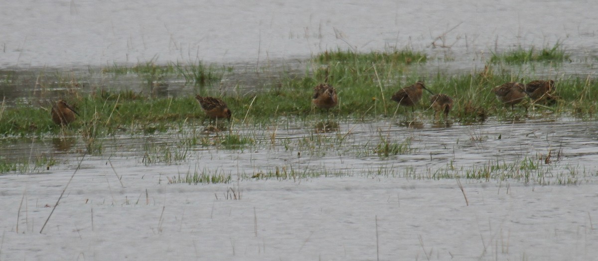 Long-billed Dowitcher - Nick Anich