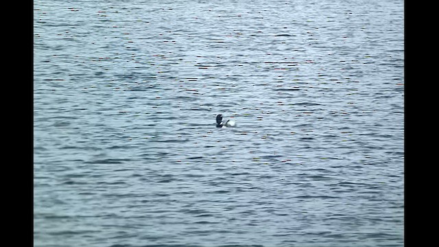 Yellow-billed Loon - ML592723841