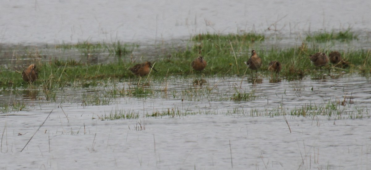 Long-billed Dowitcher - Nick Anich